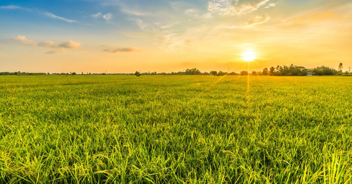 6 Tips for Revitalizing an Overgrown Field