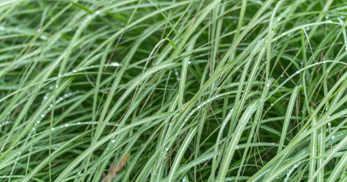 A close-up view of long, uncut grass. There are many blades of grass that are quite wet and bent over.